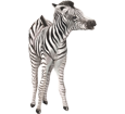 Zebra ##STADE## - coat 9