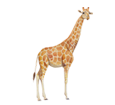 Giraffe ##STADE## - coat 34