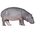 Hippopotamus ##STADE## - coat 52