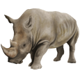 Rhinoceros ##STADE## - coat 52