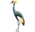 Black Crowned Crane ##STADE## - coat 34