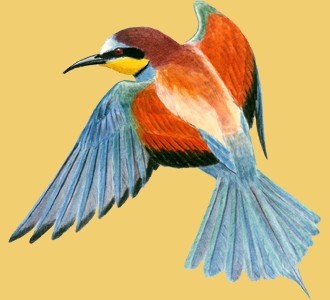 Take in a bee-eater species animal of the savannah