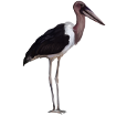 Marabou stork ##STADE## - coat 5