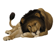 Lion ##STADE## - coat 16019
