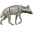 Striped Hyena ##STADE## - coat 9